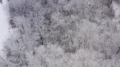 Toma-Aérea-En-Círculos-Lentos-De-Un-Bosque-Invernal-Espeluznante