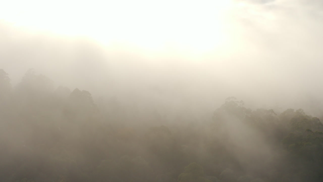 조밀하게 심어진 자연림 위로 짙은 안개가 걷히다