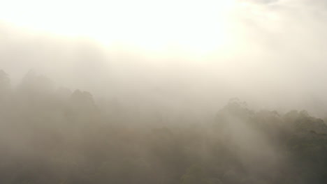 heavy fog clearing over densely planted natural forest