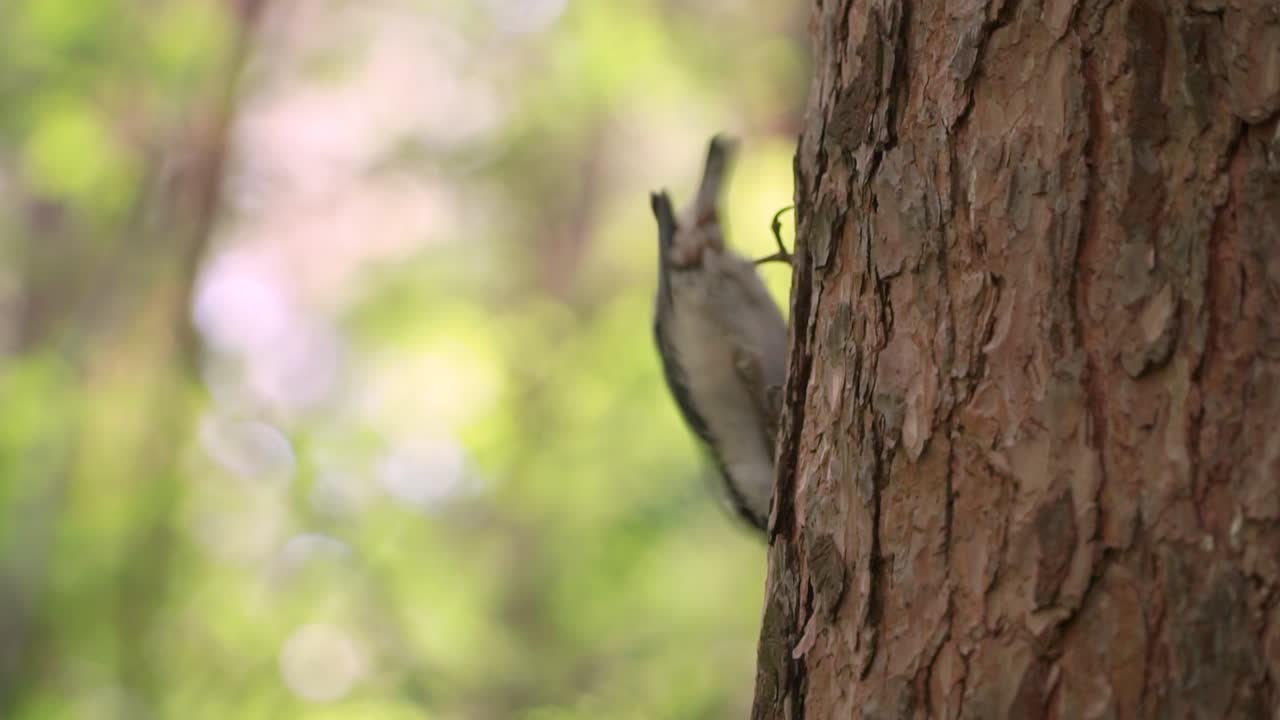pequeño pájaro en un tronco de árbol