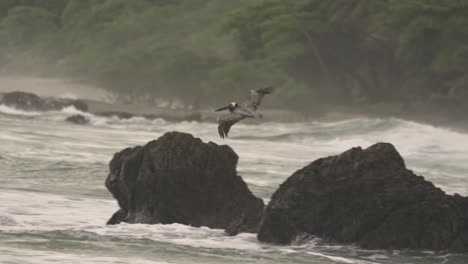 a pelican is captured in mid-flight, gliding low over the foamy white waves of the ocean