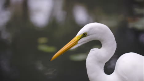 beautiful great egret by the water