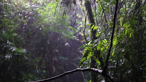 intermittent views of a rain-drenched forest