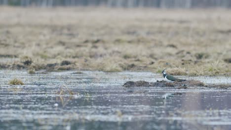 음식 벌레를 찾는 웅덩이 범람 초원 주위를 걷는 lapwing