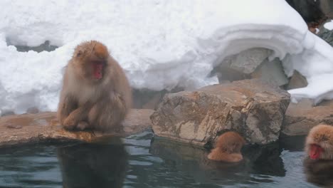 japanese snow monkeys taking a warm bath