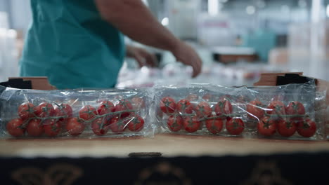 envases de fábrica de tomate de primer plano proceso de clasificación desconocido empleado hortícola mano