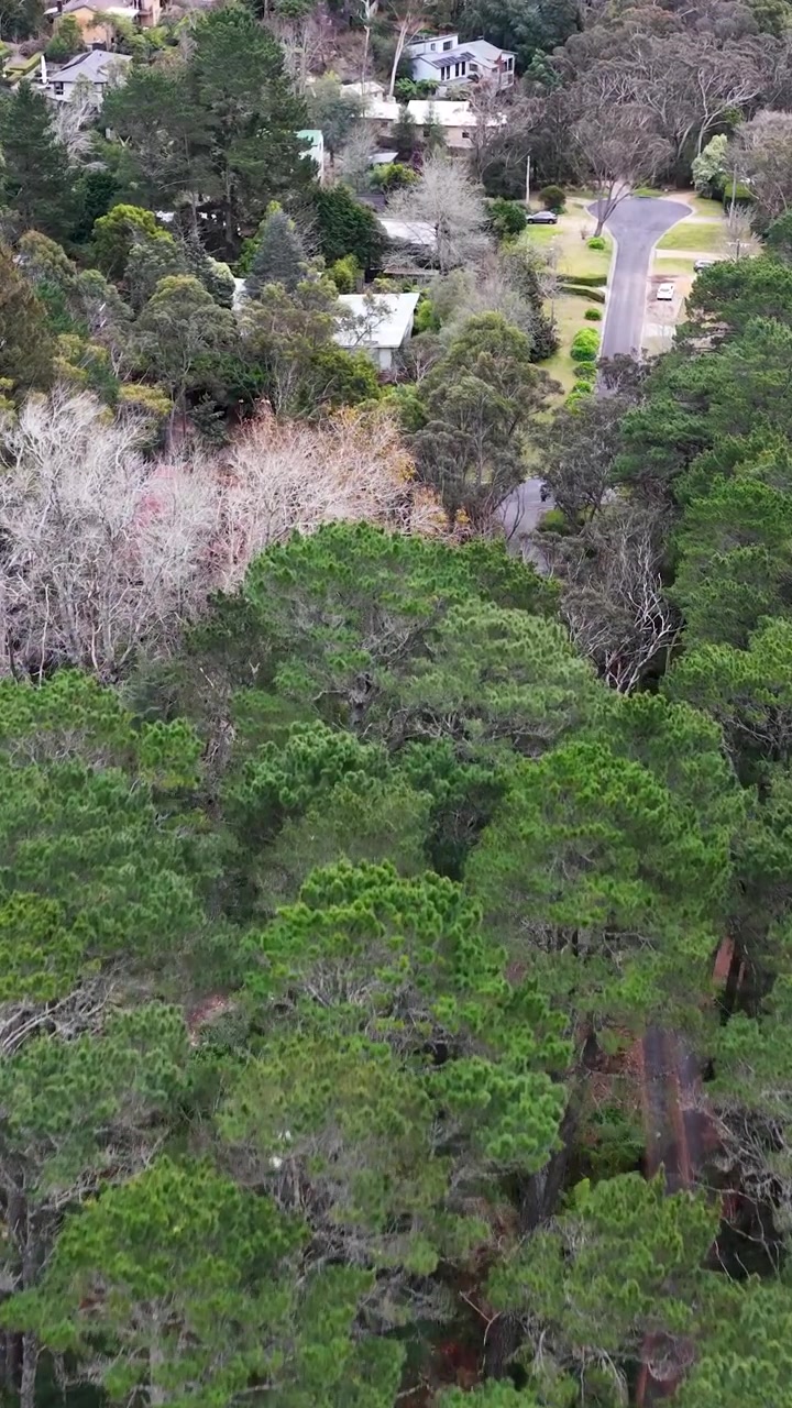 Ripresa aerea con drone di case suburbane circondate da una fitta foresta verde a Wentworth Falls