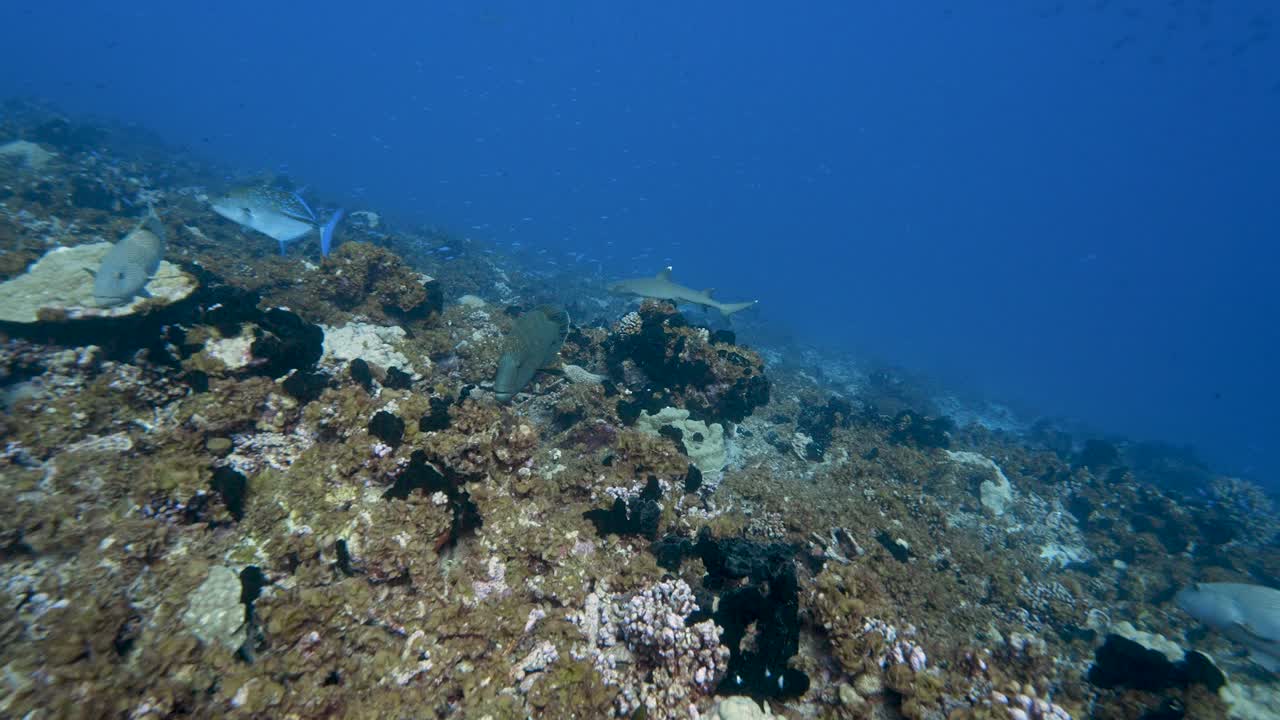 Napolean wrasse surrounded by other tropical fish looking for food on a tropical coral reef in clear water of the south pacific around the islands of Tahiti, French Polynesia