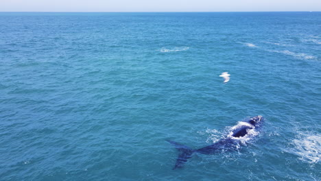 southern right whale at surface gives distinctive v-shaped blow