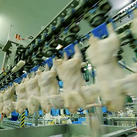 chicken processing in a modern facility