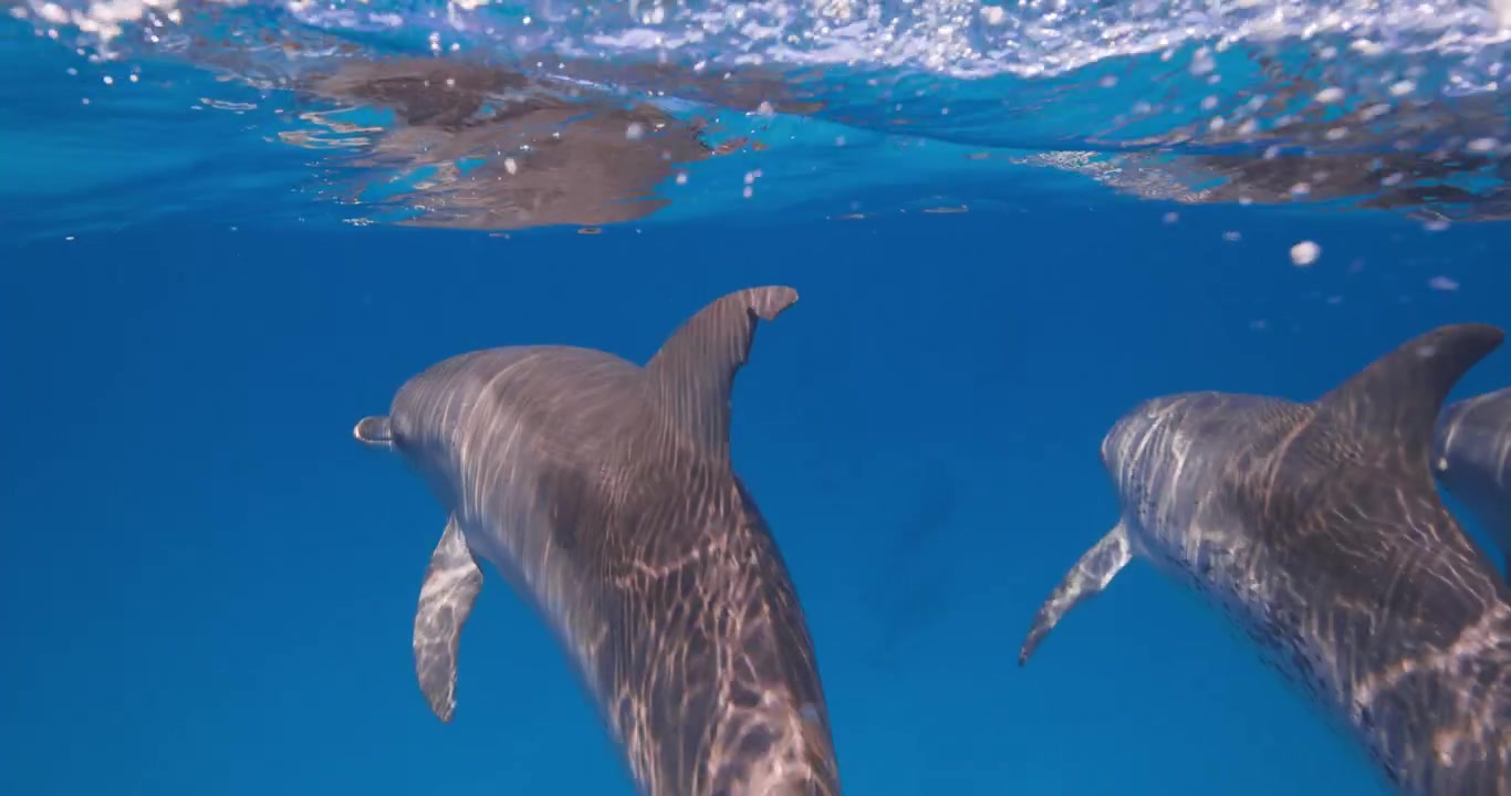 Diversi delfini maculati dell'Atlantico si muovono agilmente attraverso acque tropicali blu e limpide sotto la superficie