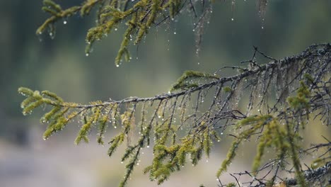 a close-up of the pine tree branches