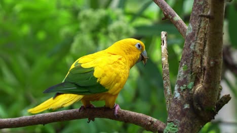 Conure-Dorado-Posado-En-La-Rama-Del-árbol,-Masticar-Y-Morder-La-Rama-Del-árbol,-Mostrando-Un-Comportamiento-De-Mantenimiento-Del-Pico,-Primer-Plano