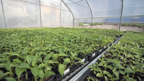 wide moving gimbal shot of greenhouse full of young green seedlings placed in rows