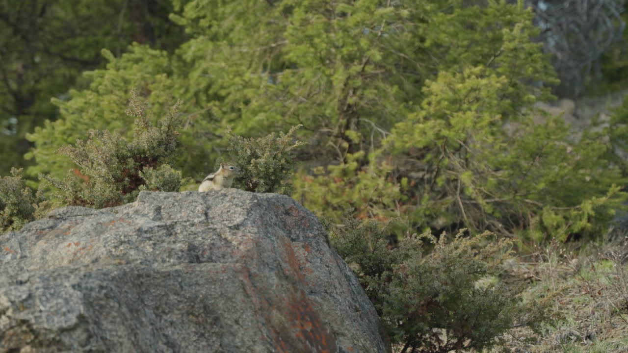 A chipmunk standing on a rock and looking towards the camera, then leaving the frame
