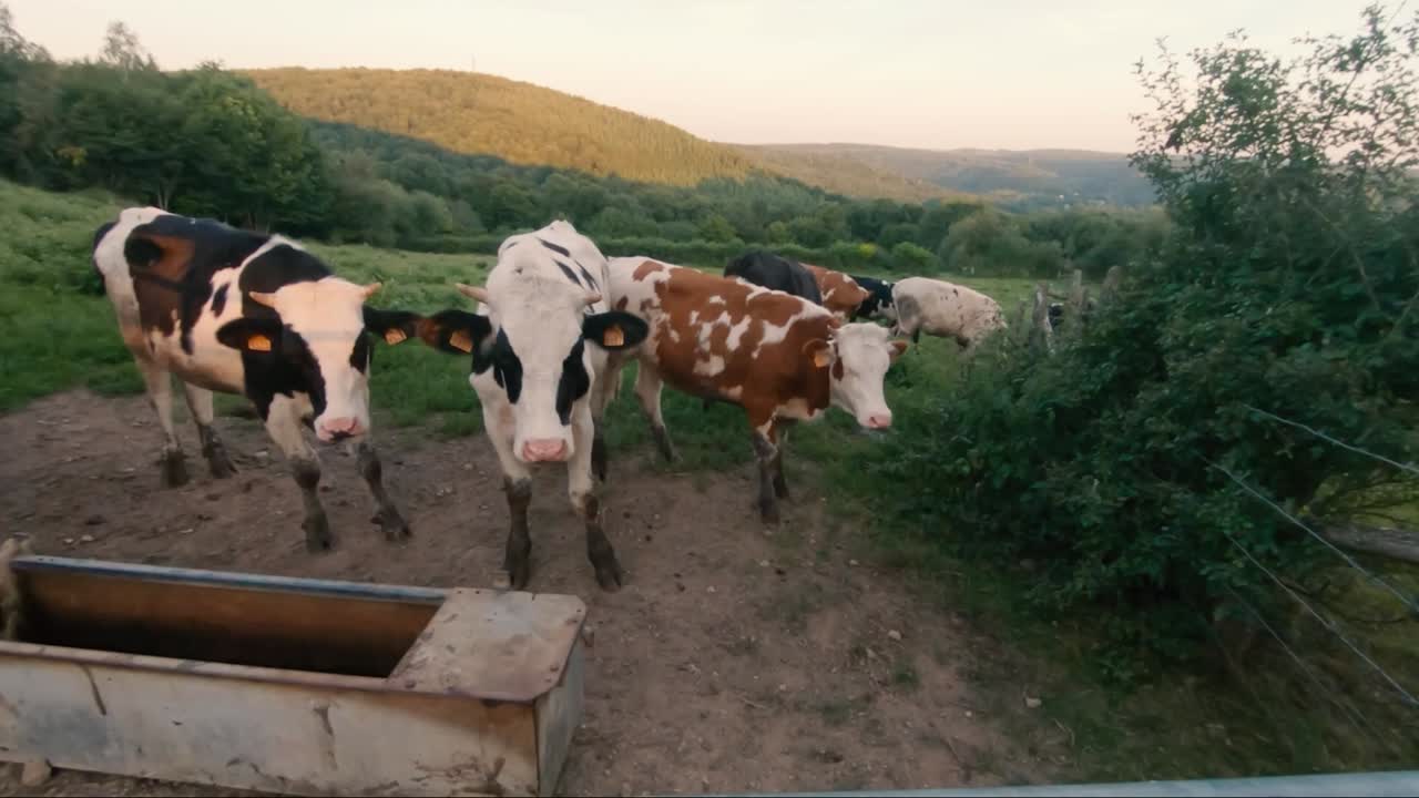 Veduta al rallentatore di alcune mucche che si rilassano su un prato, La Roche-en-Ardenne, Belgio, Europa, 2