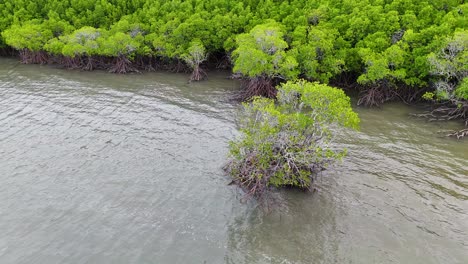 drone footage captures lush mangroves and tidal waters in port douglas, showcasing vibrant greenery and serene natural beauty