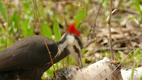 a large bird pileated woodpecker drilling in a tree branch