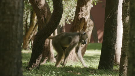 Slow-motion-footage-of-a-baboon-walking-through-a-manicured-lawn