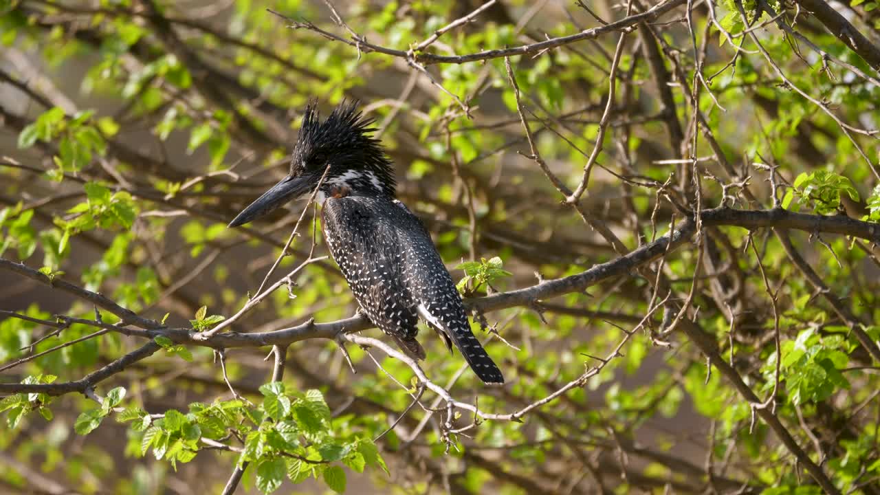 el martín pescador gigante con la espalda punteada en blanco y negro se sienta en la rama de un árbol en sudáfrica en busca de presas
