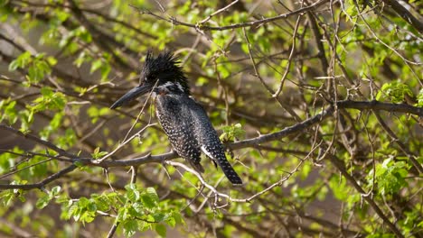 giant kingfisher with black and white dotted back sits on branch of tree in south africa looking for prey fish