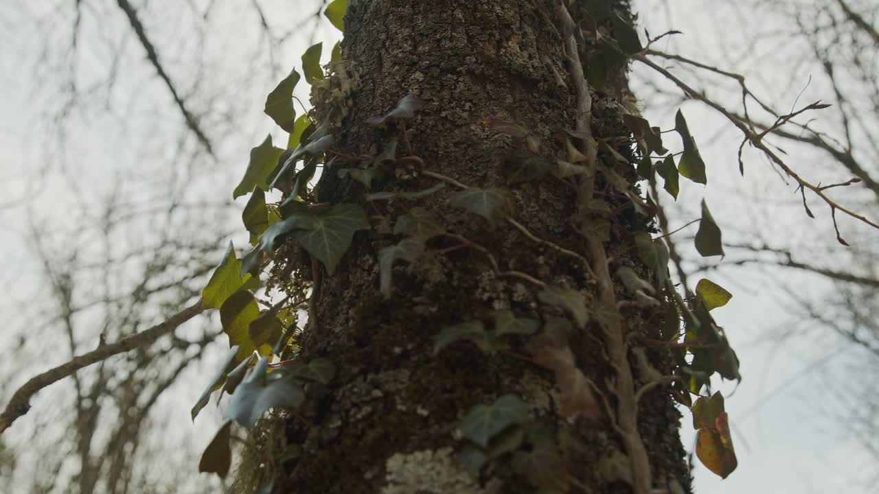 렌즈 플레어가 있는 나무의 꾸준한 샷