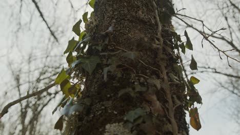 toma constante de un árbol con un destello de lente