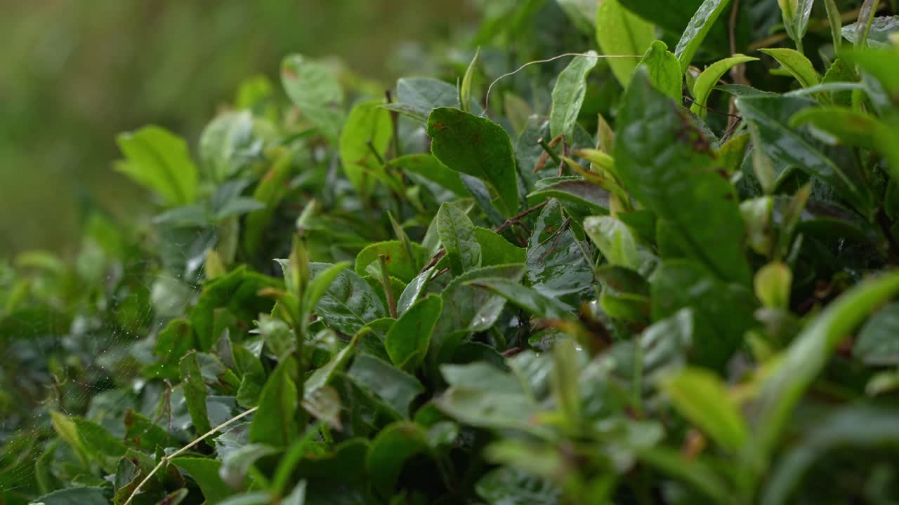 Il tè Darjeeling è famoso in tutto il mondo. L'acqua non si accumula alla base degli alberi di tè sul terreno in pendenza di Darjeeling.