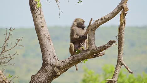 fotografía en cámara lenta de la vida silvestre africana en la reserva nacional de masai mara, importancia de la protección de los animales de safari de áfrica en kenia para ayudar a la conservación de la naturaleza en el área local, masai mara