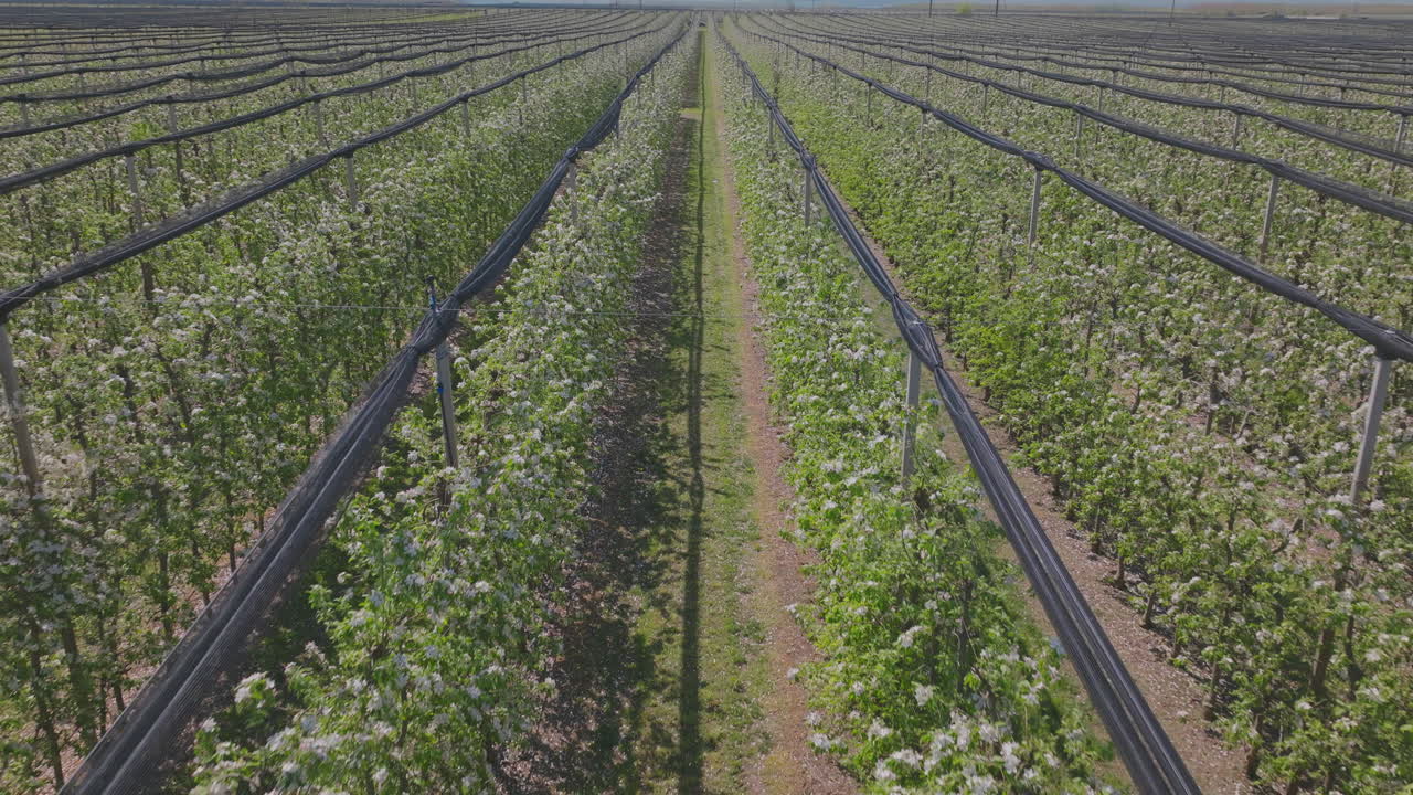 Apple Orchard Blooming in Spring