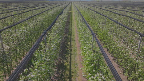 apple orchard blooming in spring