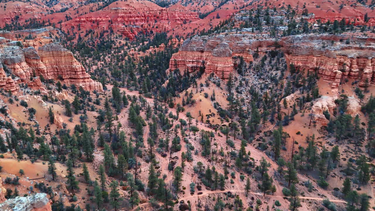 Rara foresta di pini che cresce tra i canyon del Parco Nazionale di Bryce Canyon, Utah, USA. Volo sopra formazioni rocciose mozzafiato di giorno.