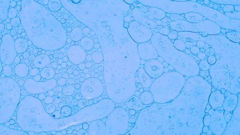 colorful oil drops floating on water surface, top view. fantastic abstract background. bright bubbles moving and spreading. close up 4k video of weird liquid structures. scientific chemical experiment