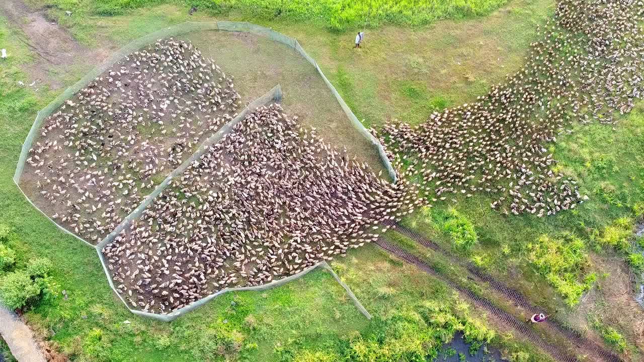 Aerial drone footage captures a massive flock of ducks being skillfully herded into a large fenced enclosure on a lush green farm, showcasing impressive animal collective behavior and movement