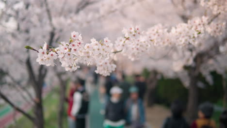 blooming flowers of cherry blossoms at yangjae citizen's forest park in seocho district, seoul, south korea