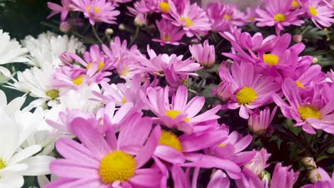 un primer plano de hermosas flores blancas de una margarita rosa