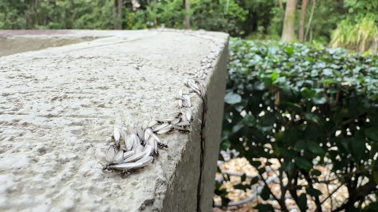 Termites burrowing into wood, swarming and nesting, pest control