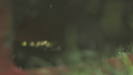 fondo de follaje verde borroso
