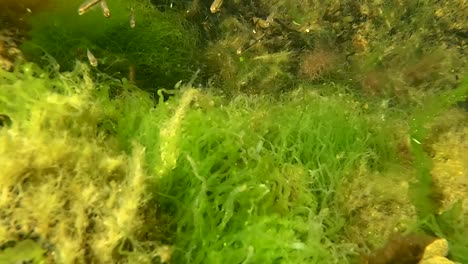 static underwater shot of a school of tiny fish staying close to the plants