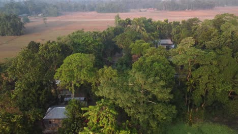 farmers houses with tin rooftops surrounding natural habitat, areca nuts trees in the middle of potato and rice paddy agricultural fields in winter, west bengal