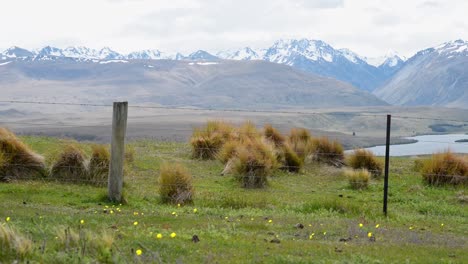 strong wind whipping bunches of grass on top of a field, snow-capped mountains in background