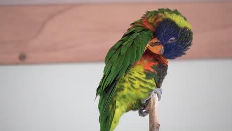 Loro-Arcoiris-Acicalándose-Las-Plumas.---De-Cerca