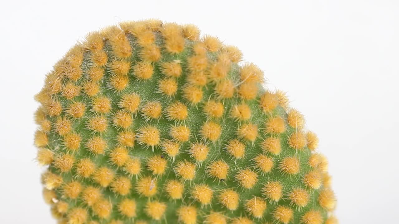 primer plano de cactus aislado en fondo blanco, detalle suculento
