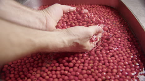 slow motion closeup, hands lift washed rowanberries from the sink