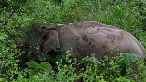 the asiatic elephants are endangered species and they are also residents of thailand