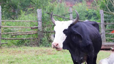 Cows-eating-peacefully-in-the-fields-on-a-sunny-afternoon-in-Brazil,-South-America-2