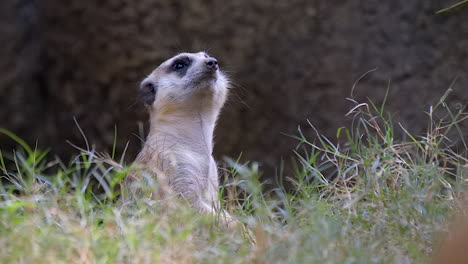 a lone meerkat sitting on the grass ground and looking directly at the camera then turning away - close up