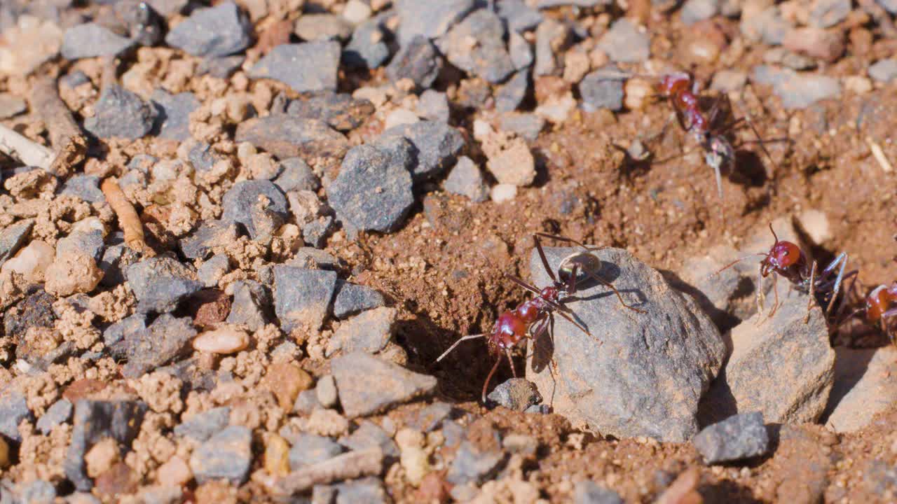 Several ants actively move around a nest entrance in sunlit, rocky soil, carrying materials and interacting in a close-up, macro perspective