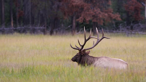 Bull-Elk-Feeding-And-Chewing-On-The-Grassland-In-Jasper-National-Park-In-Alberta,-Canada-At-Daytime