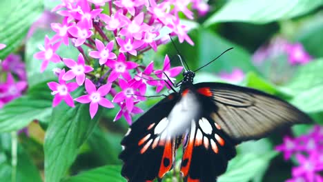 Schmetterling-Frisst-Nektar-In-Zeitlupe